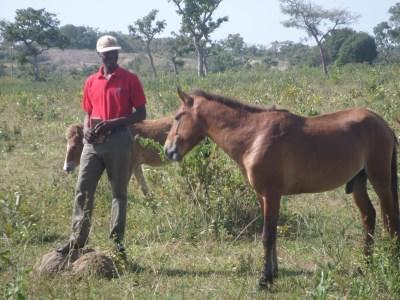 A Horse
